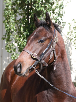 Lot 6: San Padre / Wayward Spirit