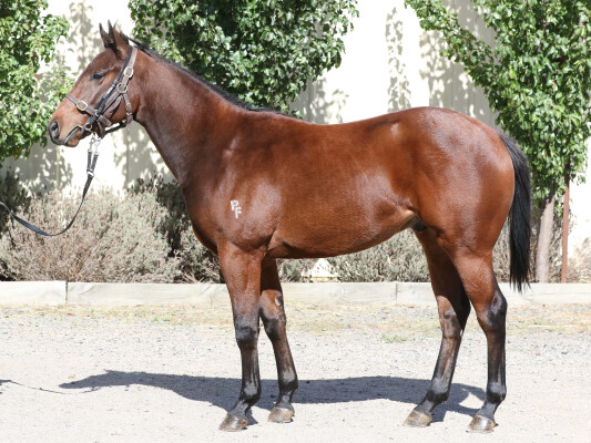 Lot 6: San Padre / Wayward Spirit