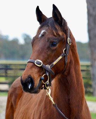 Lot 67: Rubick / Miss Jamaica