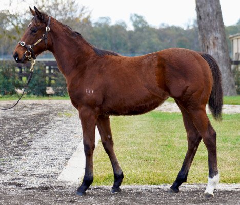 Lot 67: Rubick / Miss Jamaica