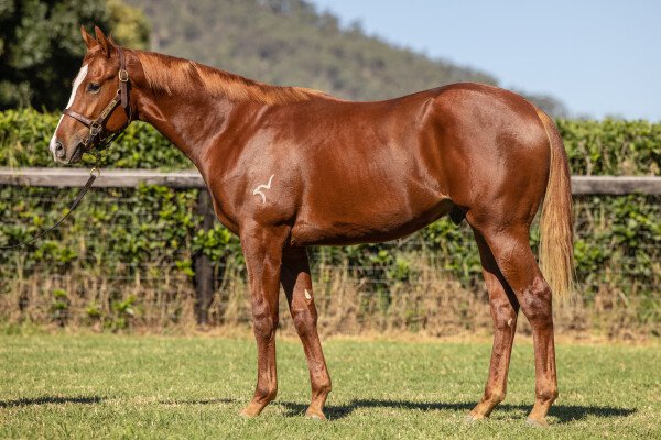 Lot 209: Sizzling / L'Elegante