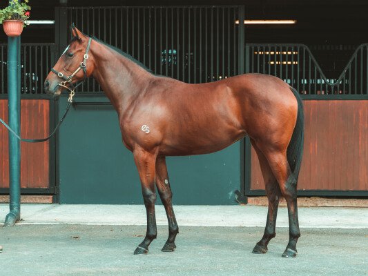 Lot 284: Sebring / Echo Gal