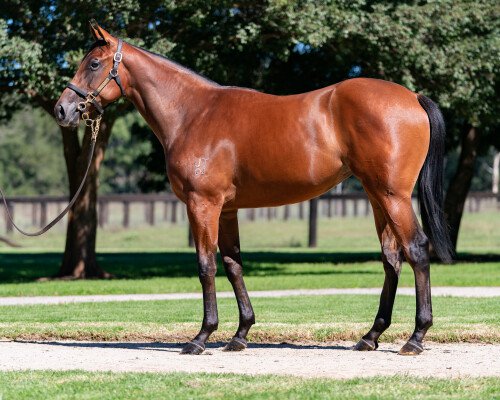 Lot 302: Zoustar / Fast Talker