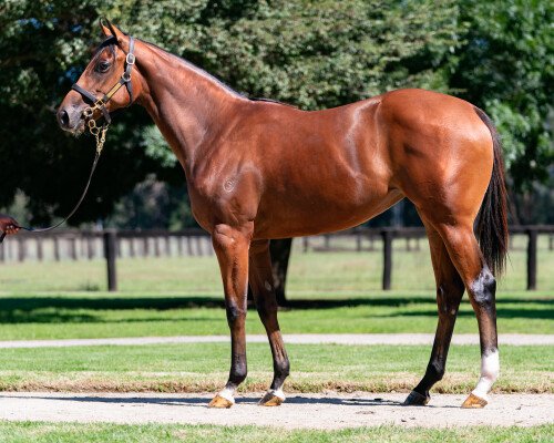 Lot 225: Zoustar / Bryony