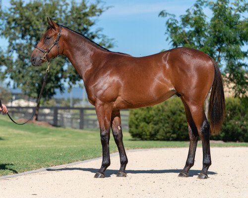 Lot 452: Russian Revolution / Alpha Miss