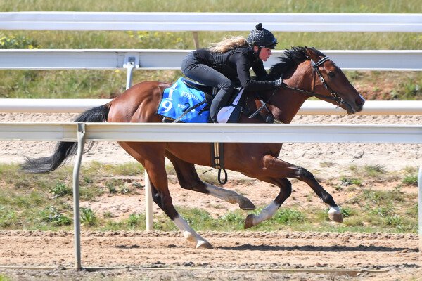 Lot 119: Akeed Mofeed (GB) / Slippery Ninja