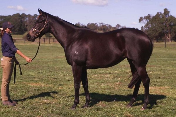Lot 263: I Am Invincible / Sancelia