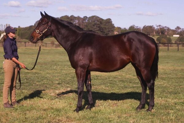 Lot 372: Darci Brahma (NZ) / Snowdonia (GB)