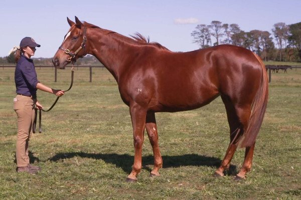 Lot 316: Exceed and Excel / Maha Chakri