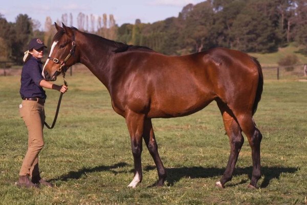 Lot 209: Tavistock (NZ) / Glamorous Girl (NZ)