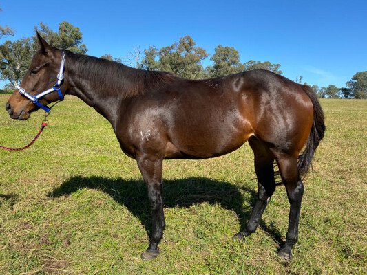 Lot 231: Rubick / Invincible Girl