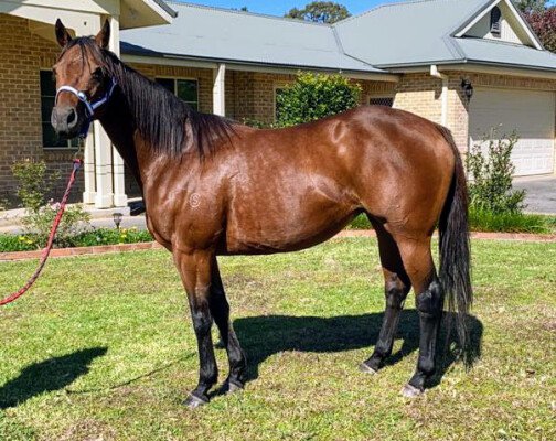 Lot 260: Zabeel (NZ) / Lady Fashion (NZ)