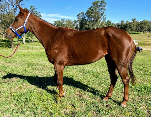Lot 107: Written Tycoon / Lady la Vie