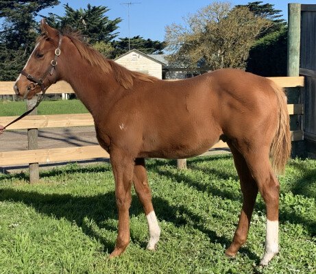 Lot 138: Northern Meteor / School Blue