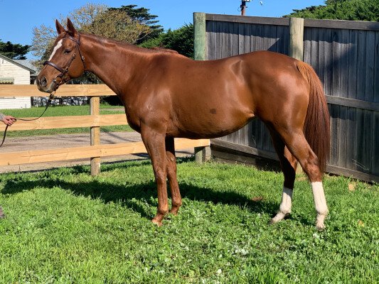 Lot 250: Encosta de Lago / Corton Charlemagne