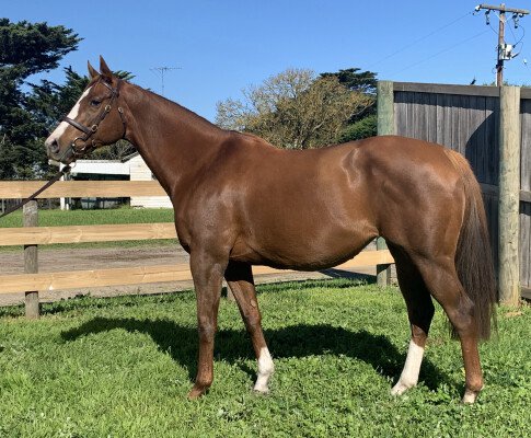 Lot 138: Northern Meteor / School Blue