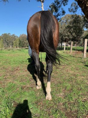 Lot 144: Sebring / Pleasantsundaygirl (NZ)