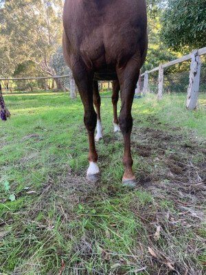 Lot 113: Gold Away / Fabulous Hostess