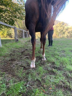 Lot 113: Gold Away / Fabulous Hostess