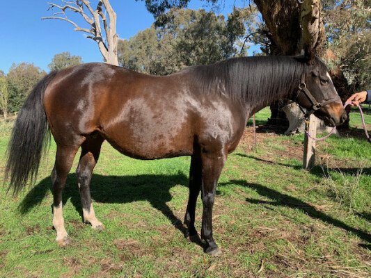 Lot 144: Sebring / Pleasantsundaygirl (NZ)