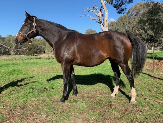 Lot 144: Sebring / Pleasantsundaygirl (NZ)