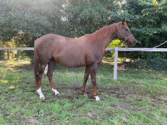 Lot 113: Gold Away / Fabulous Hostess