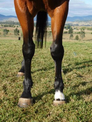 Lot 280: Stryker / Constant in Opal