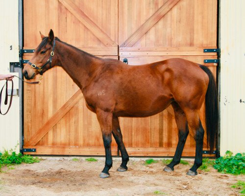 Lot 341: O'Reilly (NZ) / Megan's Tough Love (USA)