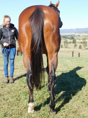 Lot 280: Stryker / Constant in Opal