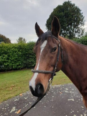 Lot 305: Orpen (USA) / Baska Hermosa (ARG)