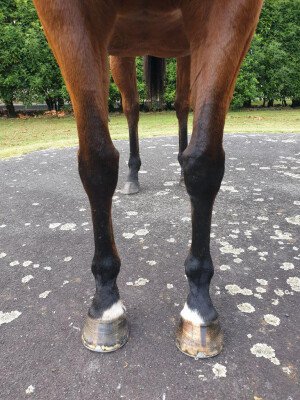 Lot 305: Orpen (USA) / Baska Hermosa (ARG)