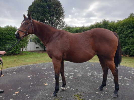 Lot 305: Orpen (USA) / Baska Hermosa (ARG)