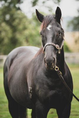 Lot 387: Octagonal (NZ) / Church on Sunday