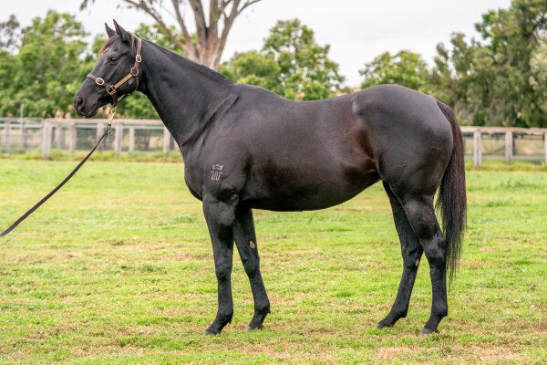 Lot 387: Octagonal (NZ) / Church on Sunday
