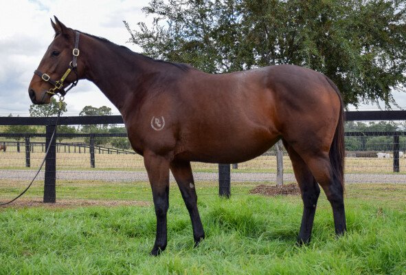 Lot 28: All Too Hard / What a Treat