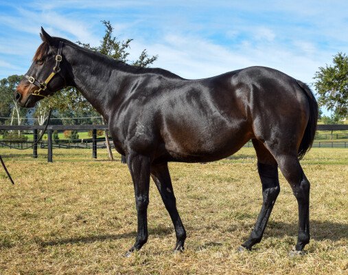Lot 168: Lonhro / French Cut