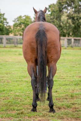 Lot 129: Flying Spur / Element of Danger