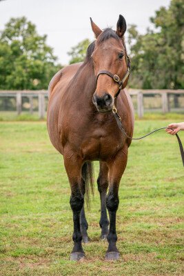 Lot 129: Flying Spur / Element of Danger