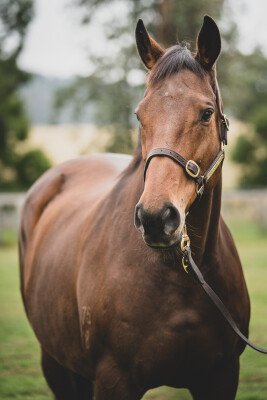 Lot 129: Flying Spur / Element of Danger