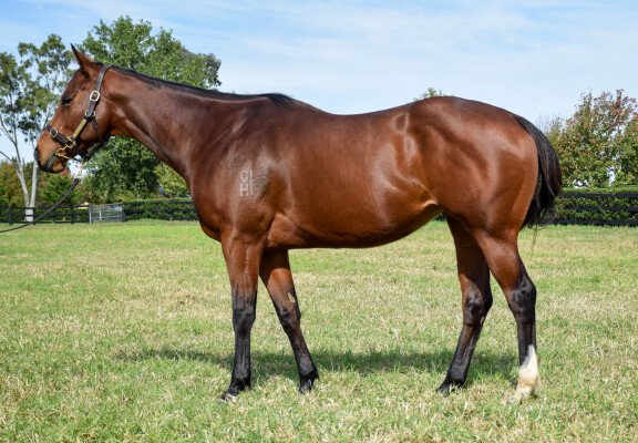 Lot 376: Stratum / Retro Chic