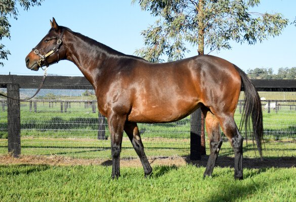 Lot 317: Publishing / Petria