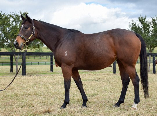 Lot 200: I Am Invincible / Fashion Week