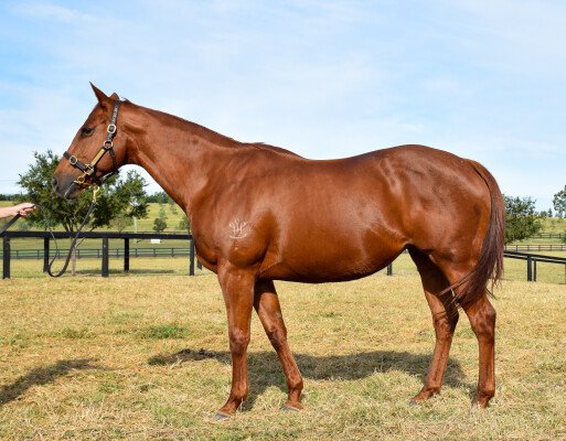 Lot 86: Magic Albert / Shaanxi