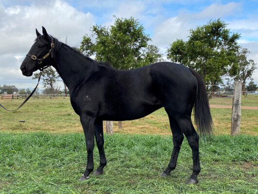 Lot 303: Pentire (GB) / Honor Bound (NZ)