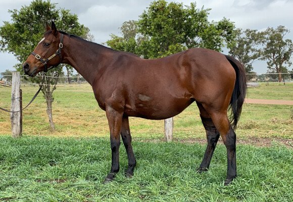 Lot 180: Bernardini (USA) / Cangino