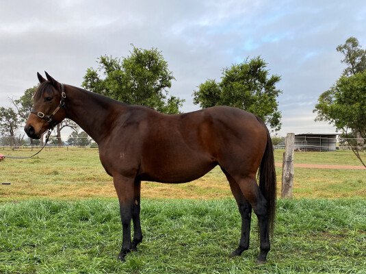 Lot 312: Azamour (IRE) / El Laoob (USA)