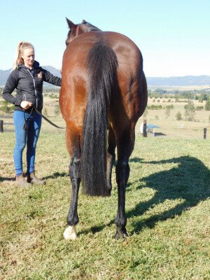 Lot 288: Murtajill / Honey Bouquet