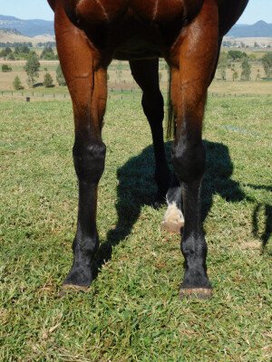 Lot 288: Murtajill / Honey Bouquet