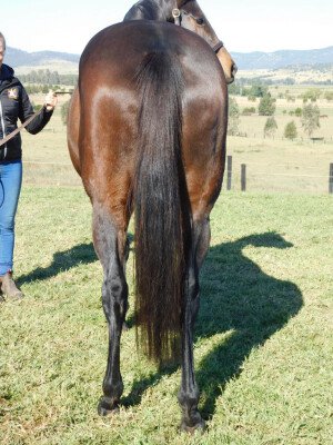 Lot 179: Northern Meteor / Lady Cat (CHI)