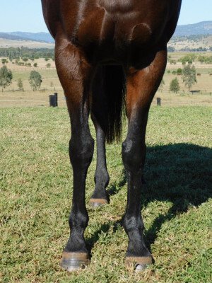 Lot 179: Northern Meteor / Lady Cat (CHI)